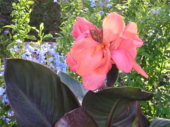 Canna 'Extravaganza'